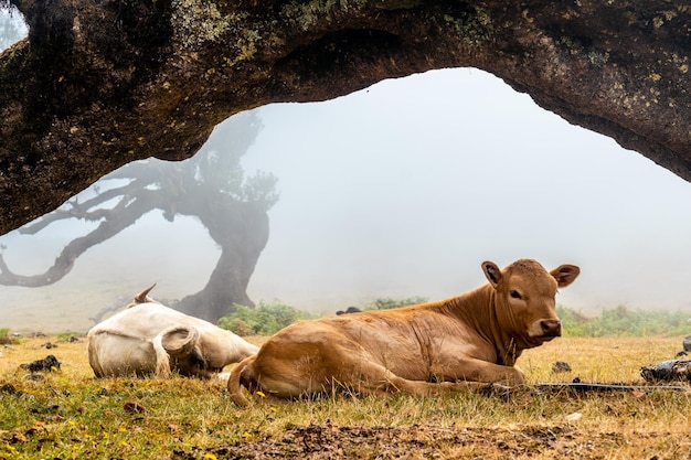 Forêt de Fanal avec brouillard à Madère une vache et un veau sous un arbre de lauriers