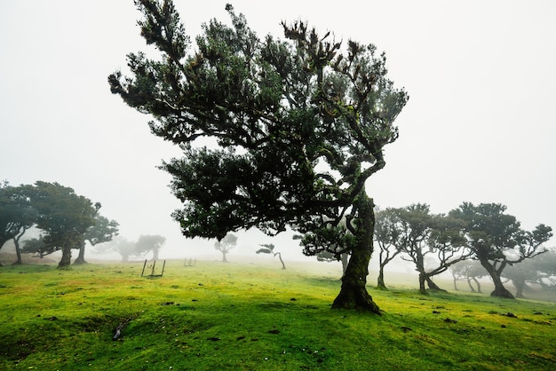 Forêt de Fanal Forêt brumeuse de Fanal Vieux laurier dans la forêt de laurier à Madeira au Portugal