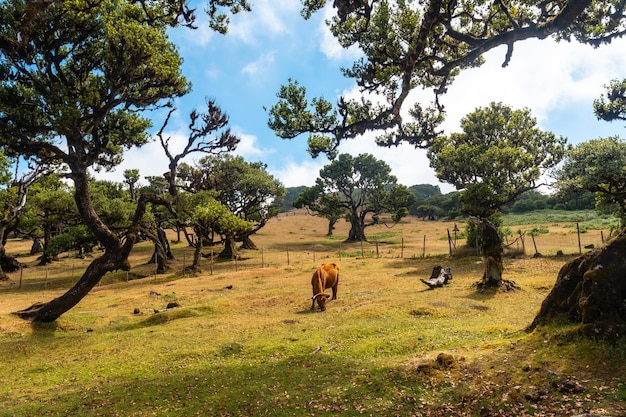 Forêt de Fanal Madère anciens lauriers vaches manger parmi les arbres Portugal