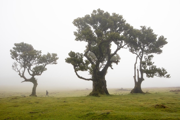 Forêt de Fanal à Madère