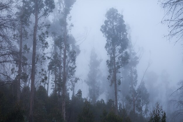 Forêt fantastique, île de Madère, Portugal