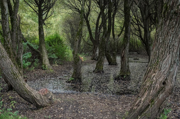 Forêt féerique