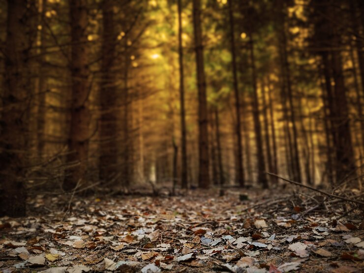 Photo forêt de fées mystérieuse dans un brouillard. forêt d'automne divine brumeuse.