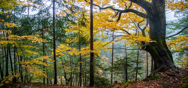 Forêt avec des feuilles d'automne. Carpates, Ukraine. Yaremche