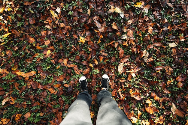 La forêt et les feuilles d'automne changent de couleurs.