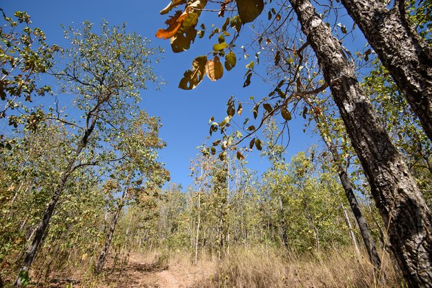 Forêt à feuilles caduques