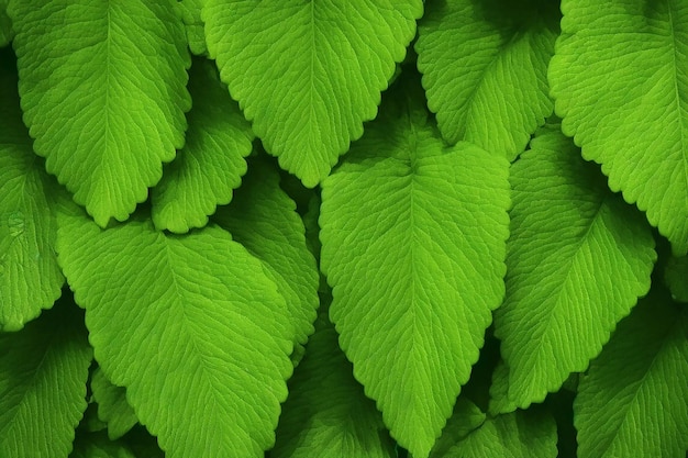 Photo forêt de feuilles naturelles vertes fraîches