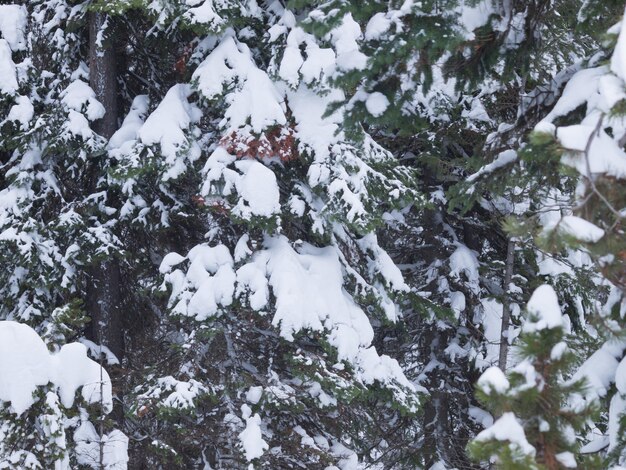 Forêt à feuilles persistantes dans la neige au parc national de Great Teton.