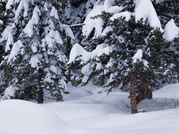 Forêt à feuilles persistantes dans la neige au parc national de Great Teton.