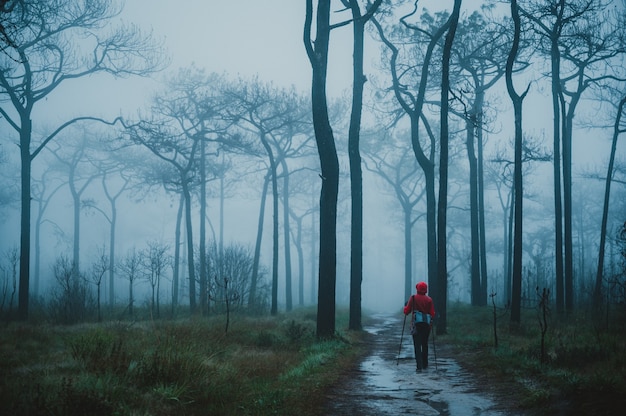 Forêt à feuilles persistantes de pins tropicaux avec brouillard et brouillard, Parc National de Phu Kradueng, Thaïlande