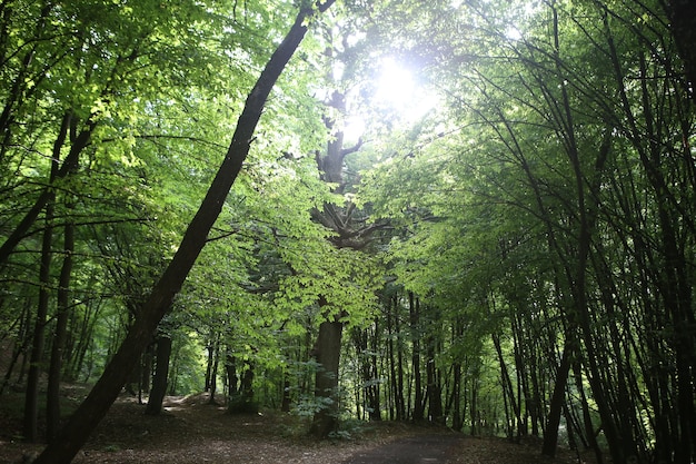 Forêt feuillue épaisse et sombre