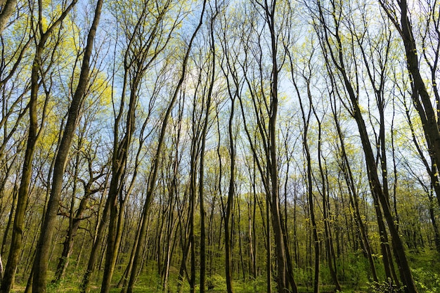 Forêt de feuillus au printemps paysage naturel, arbres