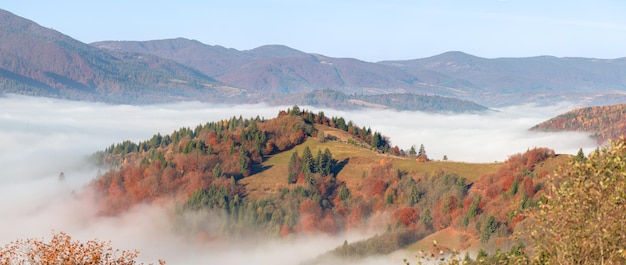 Forêt de feuillus d'automne alpin au-dessus des nuages