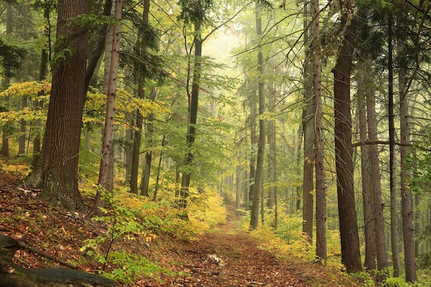 Forêt de feuillus d'automne par temps brumeux