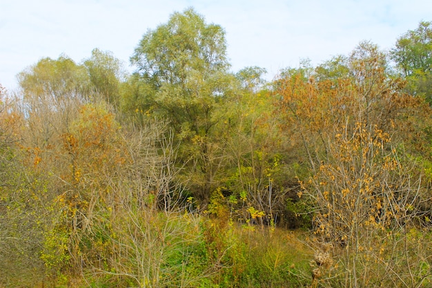 Forêt de feuillus à l'automne