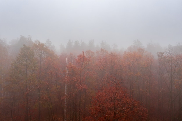 Forêt de feuillus colorés d'automne brumeux. Forêt dense tôt le matin