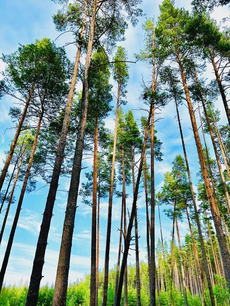 Forêt de feuillus du nord Hauts de grands pins carvel en face de ciel bleu