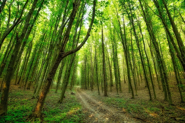 Forêt de feuillus verte avec texture de chemin de terre