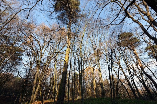 forêt en fin de saison