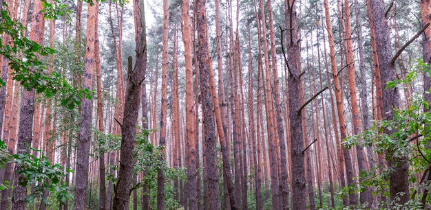 Forêt floue de conifères du matin, texture de la nature abstraite.