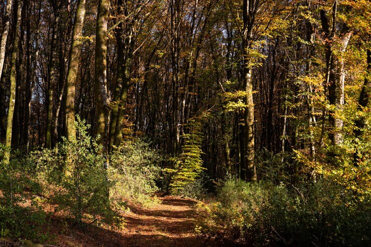 Photo forêt française aux feuilles dorées