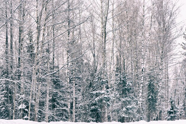 Forêt de gelée d'hiver