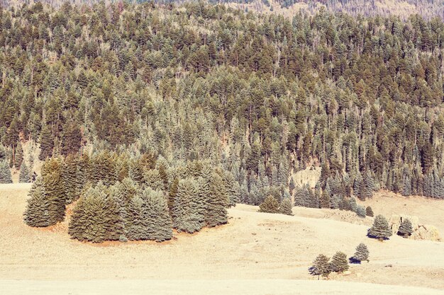 Photo forêt gelée