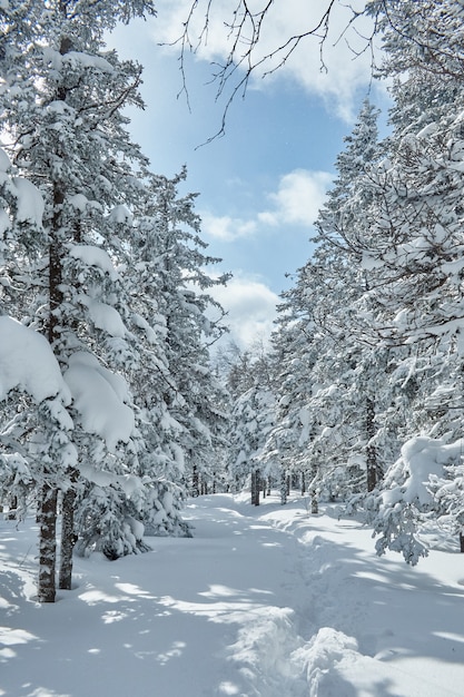 Forêt givrée d'hiver avec des arbres gelés