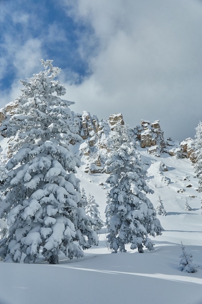 Forêt givrée d'hiver avec des arbres gelés