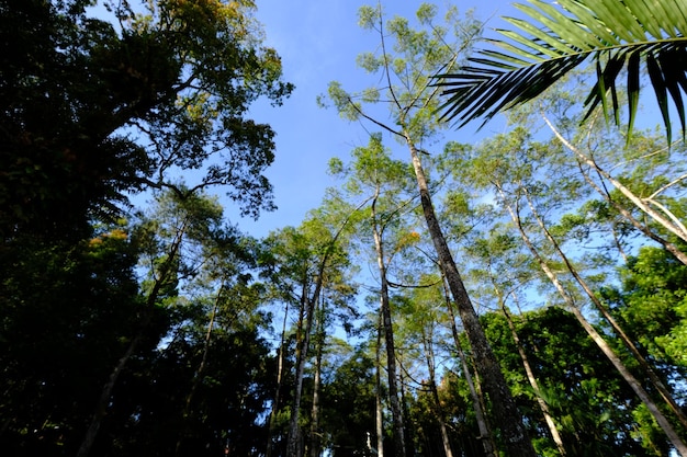 Une forêt avec de grands arbres et une forêt tropicale de ciel bleu