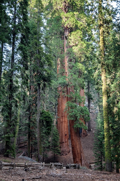 Forêt avec de grands arbres