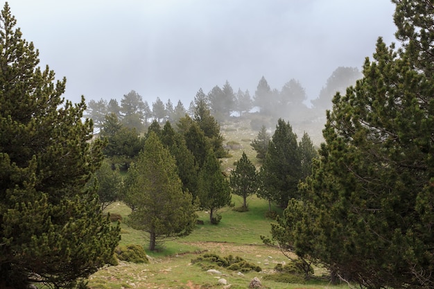 Forêt de grands pins avec paysage de faible brouillard