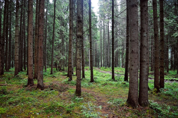 Forêt avec grands sapins et mousse