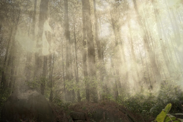 Forêt hantée avec brouillard