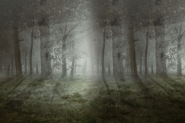 Forêt hantée avec fond de brouillard et scène dramatique. Notion d'Halloween