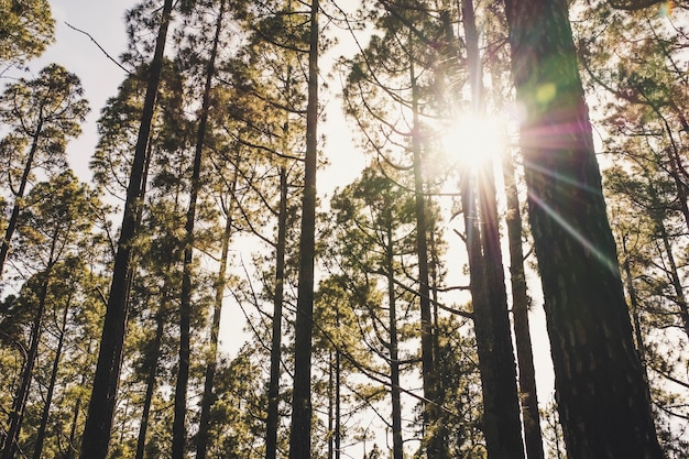 Forêt avec de hauts pins et beauté du bois naturel