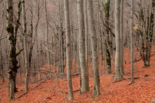 Forêt de hêtre dans le parc national d'Ordesa Huesca