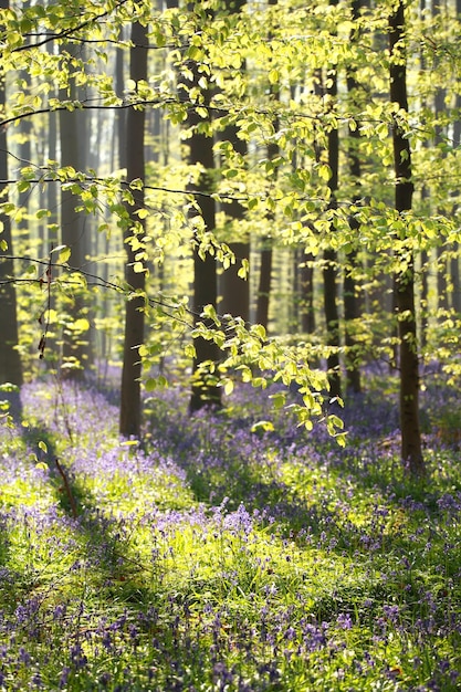 une forêt de hêtre ensoleillée avec des cloches bleues en fleurs