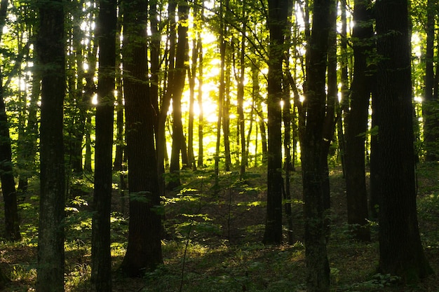 Forêt de hêtres au coucher du soleil. Le hêtre est un arbre à feuilles caduques, la principale essence forestière des forêts européennes