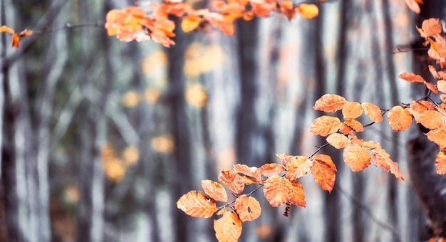 Forêt de hêtres d'automne Grands arbres de niveau feuilles jaunes sur les arbres et sur le sol