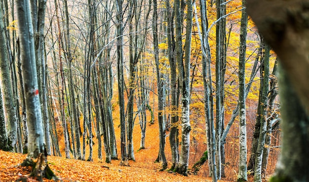 Forêt de hêtres d'automne Grands arbres de niveau feuilles jaunes sur les arbres et sur le sol