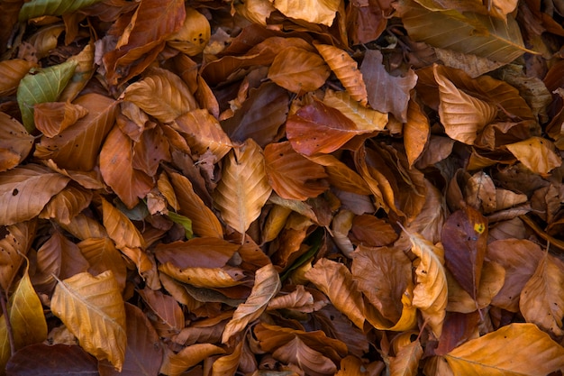 Forêt de hêtres en automne