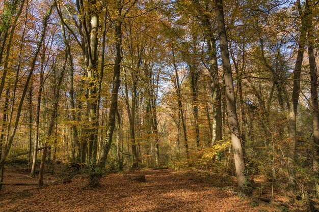 Photo une forêt de hêtres aux feuilles dorées en automne