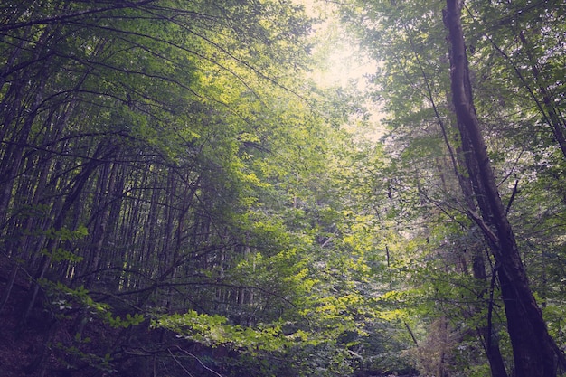 Forêt de hêtres dans les montagnes des Carpates en journée ensoleillée