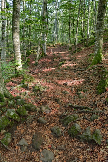 Forêt de hêtres et feuilles tombées rougeâtres