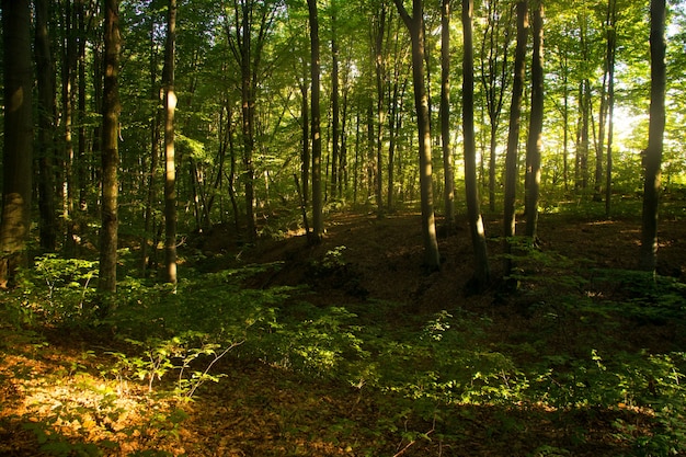 Forêt de hêtres. Le hêtre est un arbre à feuilles caduques, la principale essence forestière des forêts européennes