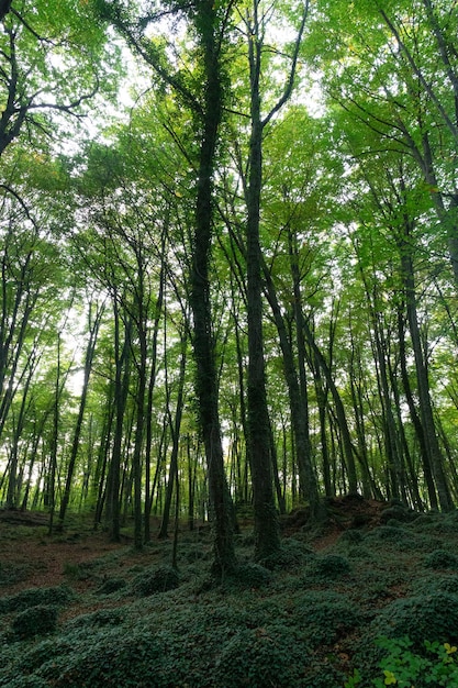 Forêt de hêtres luxuriante en automne