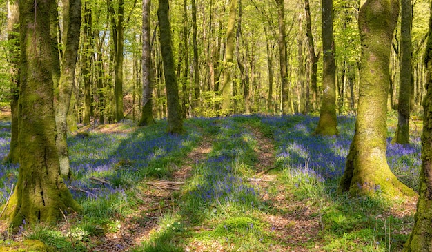 Forêt de hêtres Millagnmeen dans la lumière chaude du printemps avec des fleurs de jacinthes des bois.