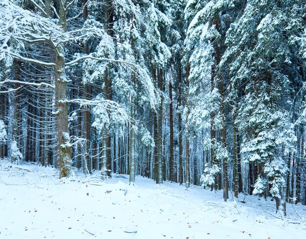 Forêt de hêtres de montagne d'octobre avec la première neige d'hiver et les dernières feuilles d'automne.