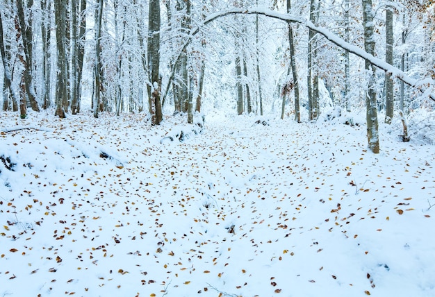 Forêt de hêtres de montagne d'octobre avec la première neige d'hiver et les dernières feuilles d'automne.